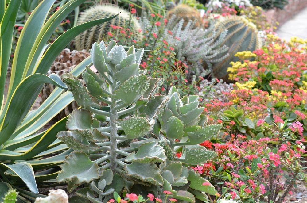 Photo of Felt Plant (Kalanchoe beharensis 'Fang') uploaded by Anne
