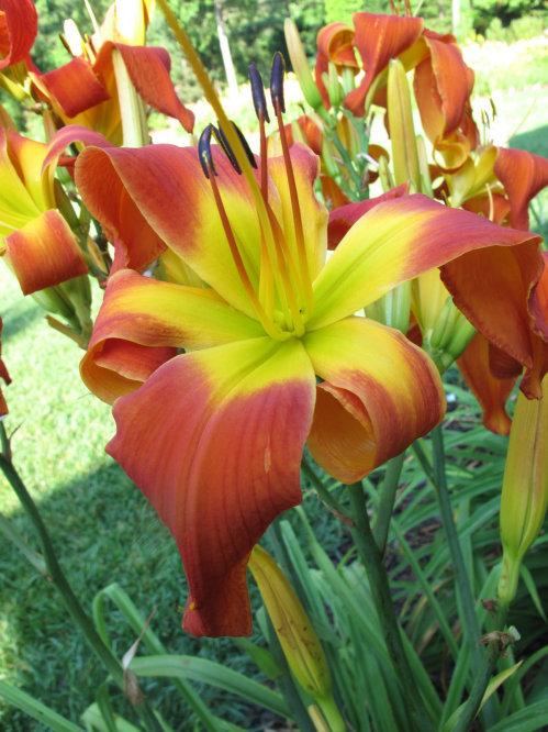 Photo of Daylily (Hemerocallis 'Exhausted Rooster') uploaded by Calif_Sue