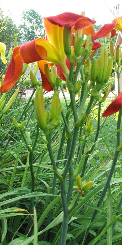 Photo of Daylily (Hemerocallis 'Exhausted Rooster') uploaded by Calif_Sue