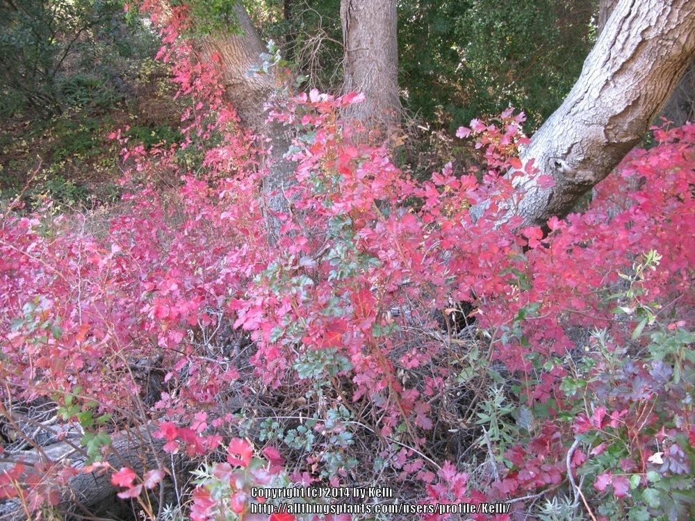 Photo of Western Poison Oak (Toxicodendron diversilobum) uploaded by Kelli
