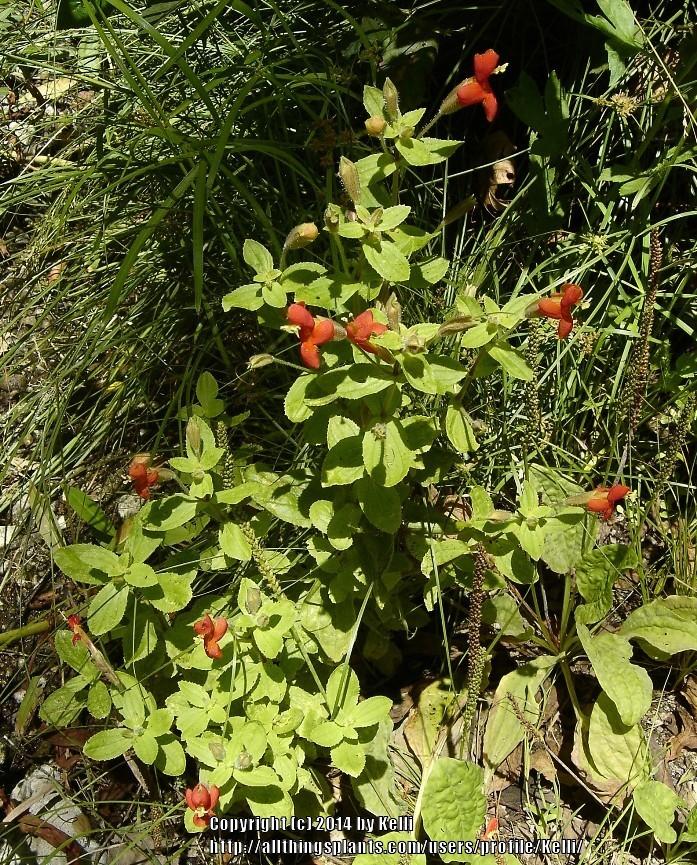 Photo of Scarlet Monkey Flower (Erythranthe cardinalis) uploaded by Kelli