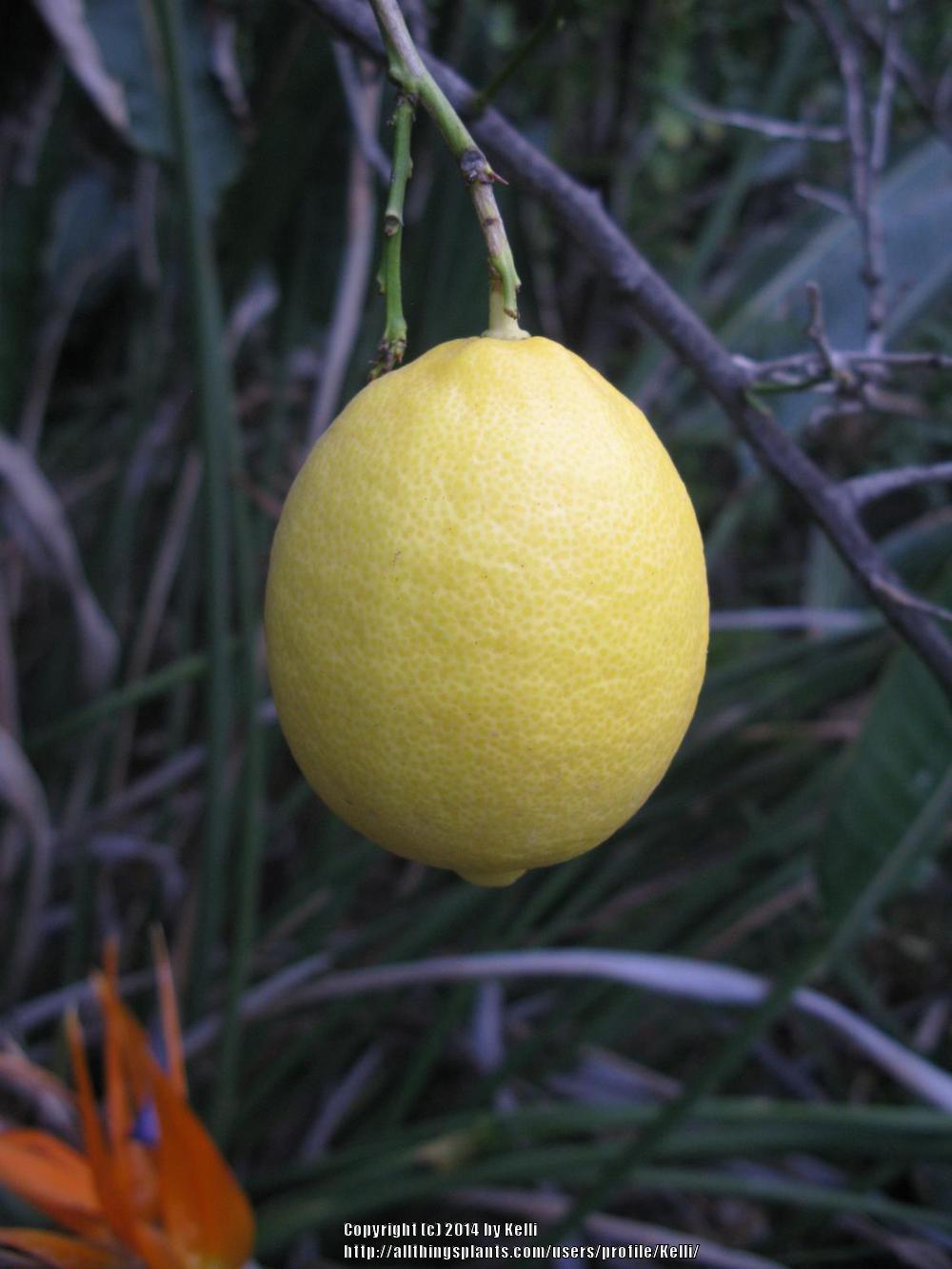 Photo of Lemon Tree (Citrus x limon 'Eureka') uploaded by Kelli