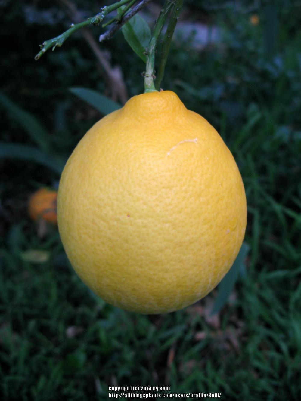 Photo of Meyer Lemon (Citrus x limon 'Meyer') uploaded by Kelli