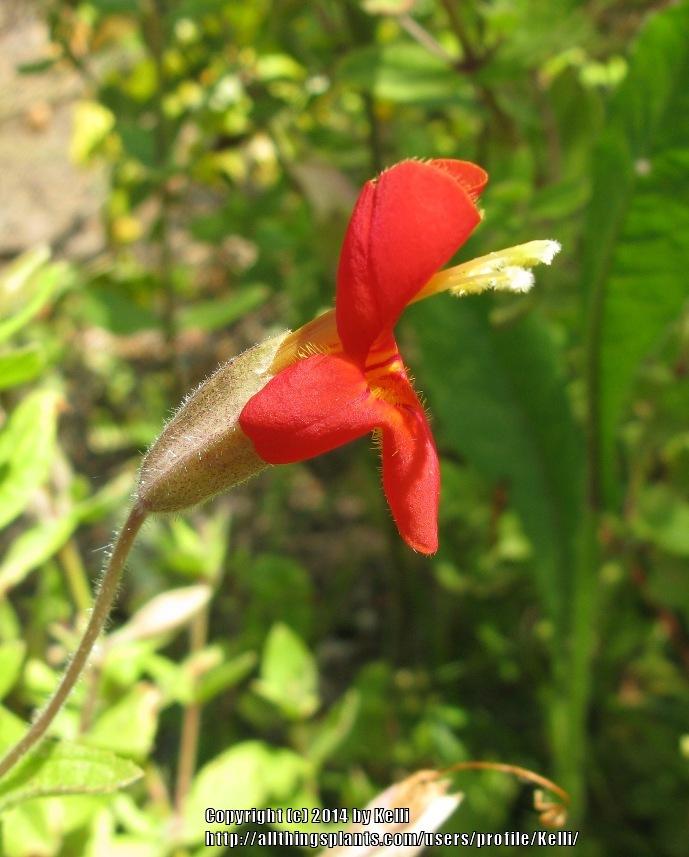 Photo of Scarlet Monkey Flower (Erythranthe cardinalis) uploaded by Kelli