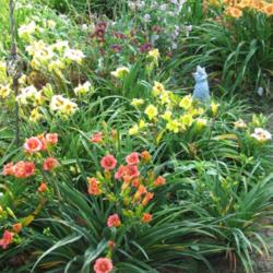Location: Central MD zone 6
Date: 2013-07-08
 Mini daylilies  grouped together in my garden