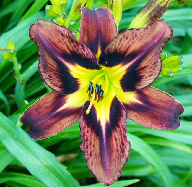 Photo of Daylily (Hemerocallis 'Brown Delicious') uploaded by Calif_Sue