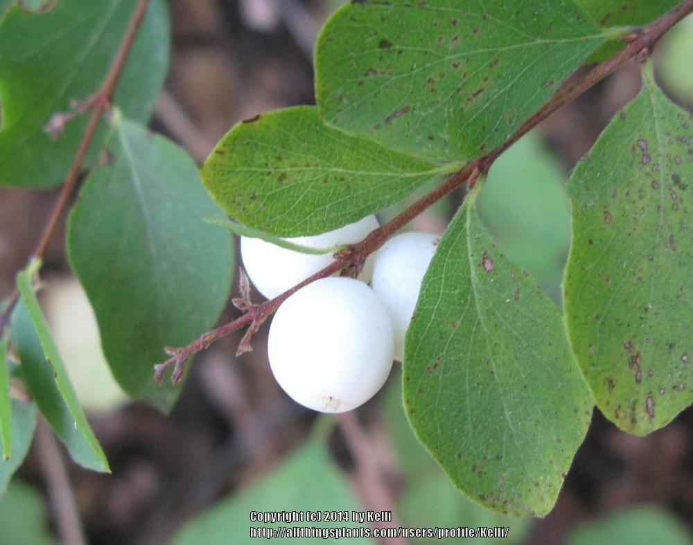 Photo of Snowberry (Symphoricarpos mollis) uploaded by Kelli
