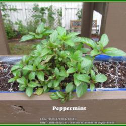 Location: Sebastian, Florida
Date: 2014-03-23
Peppermint start. This cultivar has reddish outlined leaves and m