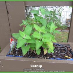Location: Sebastian, Florida
Date: 2014-03-23
Catnip start growing in a vertical garden container. Will be inte