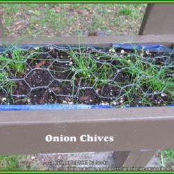 Location: Sebastian, Florida
Date: 2014-03-23
These were labeled "Onion Chives" because of the onion taste. Am 