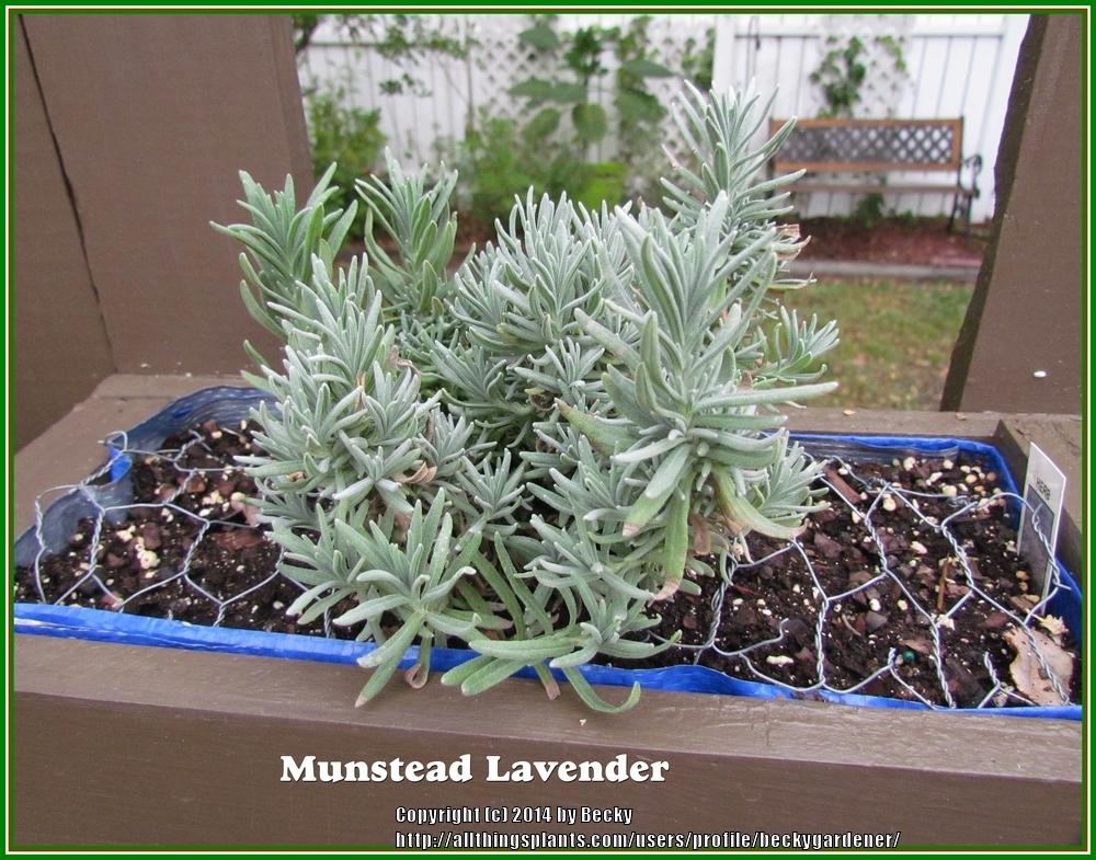 Photo of English Lavender (Lavandula angustifolia 'Munstead') uploaded by beckygardener