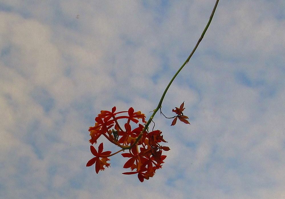 Photo of Crucifix Orchid (Epidendrum radicans) uploaded by jmorth