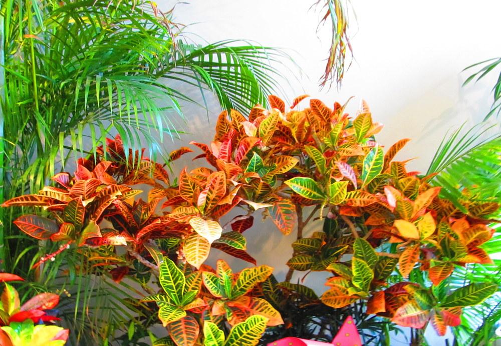 Photo of Crotons (Codiaeum) uploaded by jmorth