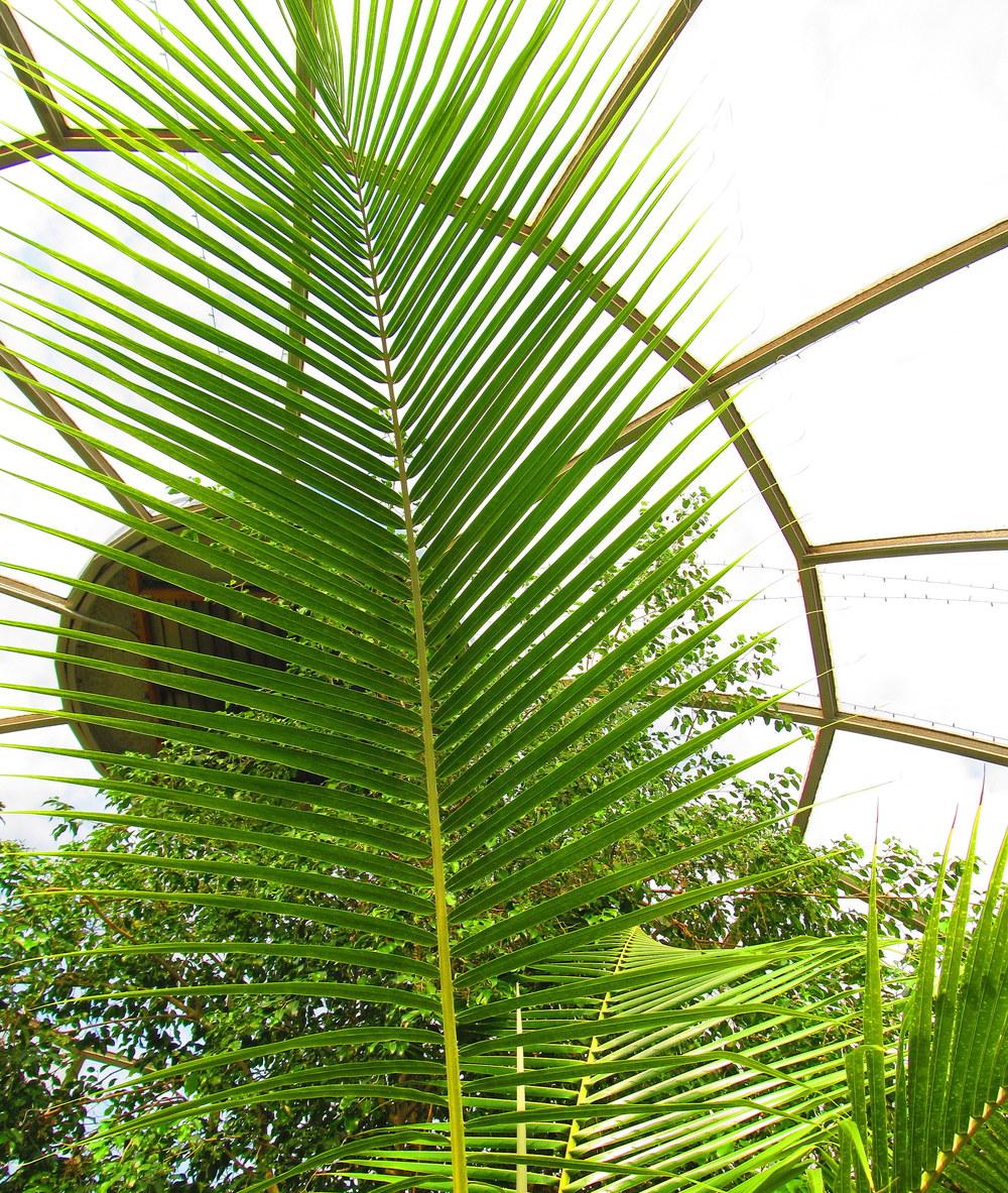 Photo of Coconut Palm (Cocos nucifera) uploaded by jmorth