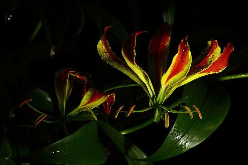 Photo of Gloriosa Lily (Gloriosa superba) uploaded by robertduval14