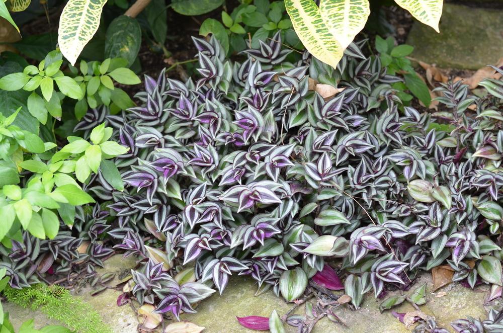 Photo of Inch Plant (Tradescantia zebrina) uploaded by Anne