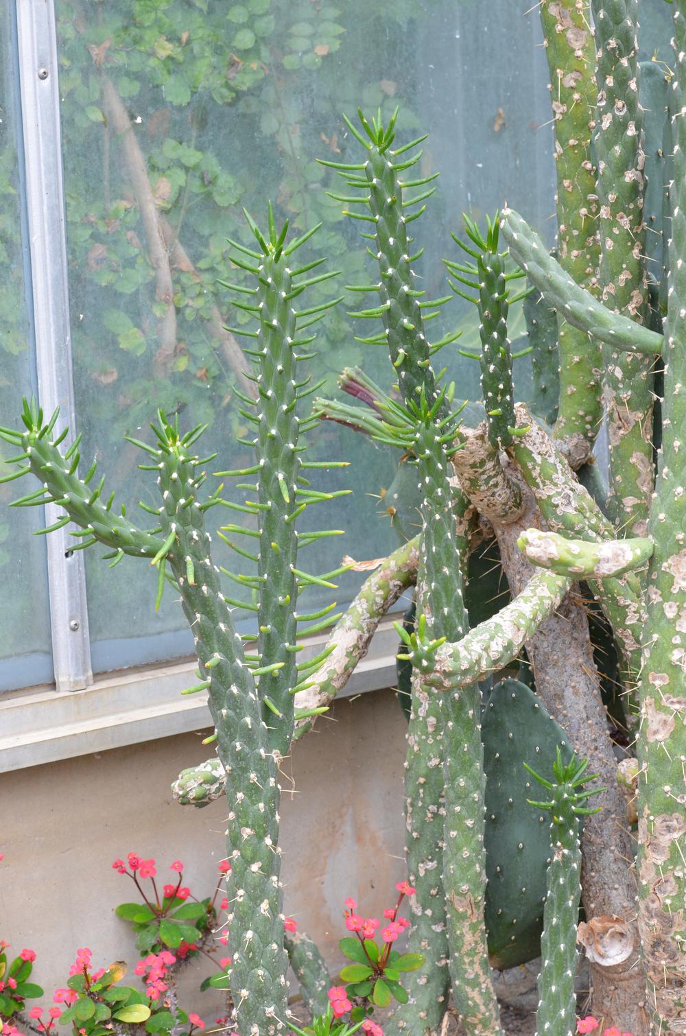Photo of Eve's Needle Cactus (Austrocylindropuntia subulata) uploaded by Anne