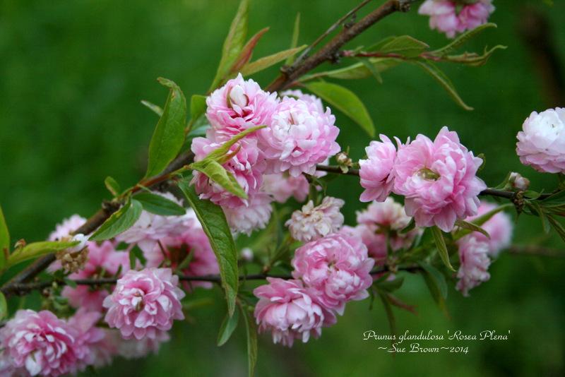 Photo of Pink Flowering Almond (Prunus glandulosa 'Sinensis') uploaded by Calif_Sue