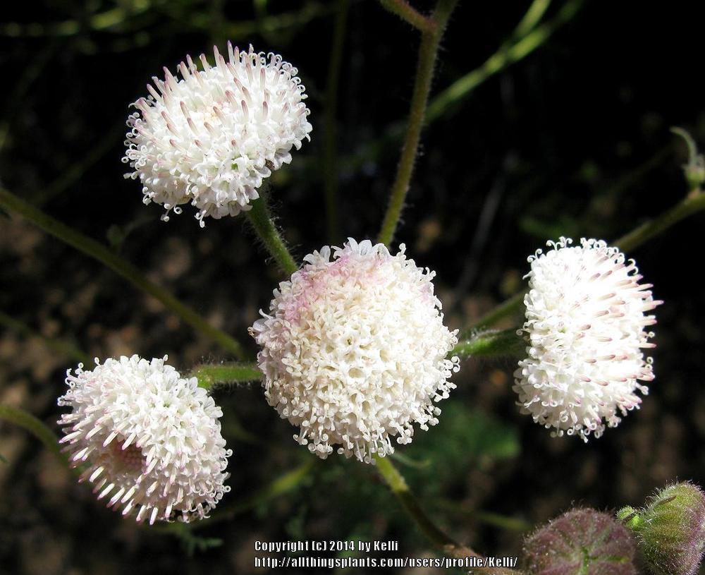 Photo of White Chaenactis (Chaenactis artemisiifolia) uploaded by Kelli