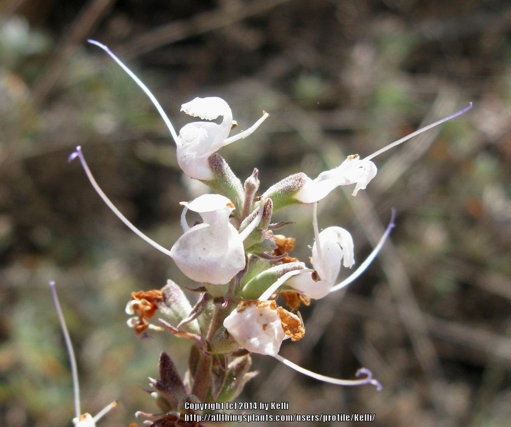 Photo of White Sage (Salvia apiana) uploaded by Kelli