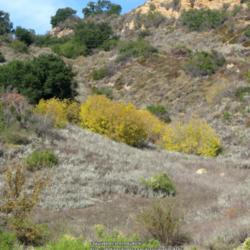 Location: Santa Monica Mountains National Recreation Area, California
Date: 2011-11-23
The walnuts are the trees that have turned yellow