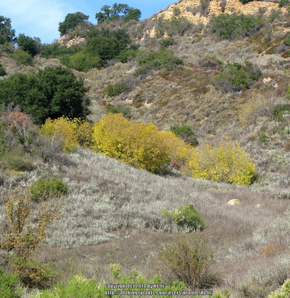 Photo of Southern California Black Walnut (Juglans californica) uploaded by Kelli