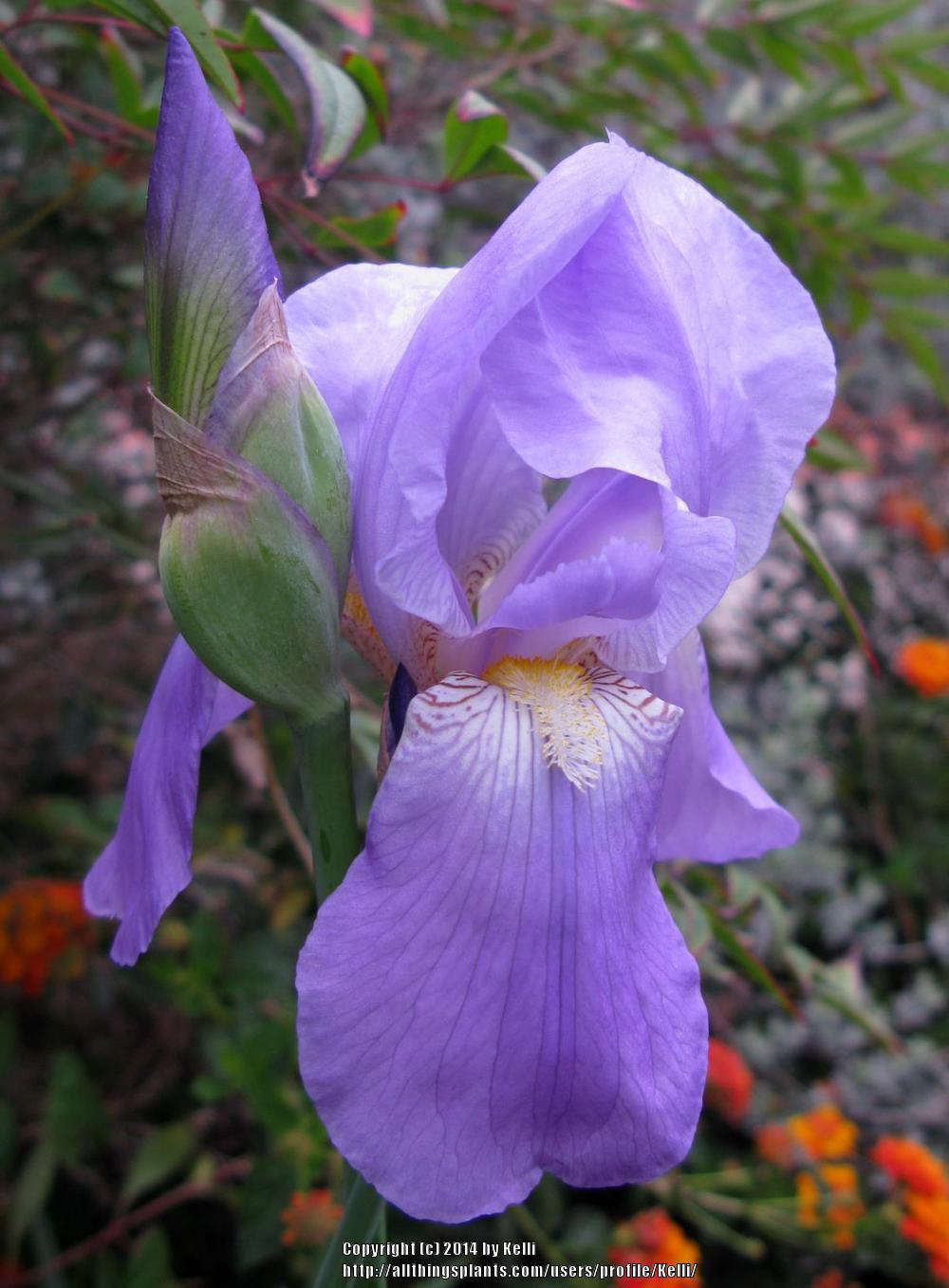 Photo of Species Iris (Iris pallida) uploaded by Kelli