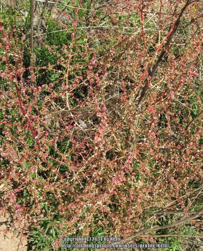 Photo of Prickly Russian Thistle (Salsola tragus) uploaded by Kelli