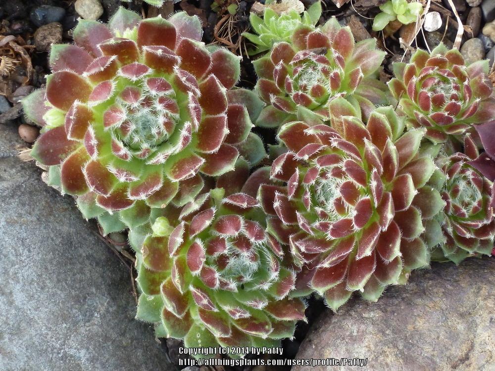 Photo of Hen and Chicks (Sempervivum 'Hey Hey') uploaded by Patty