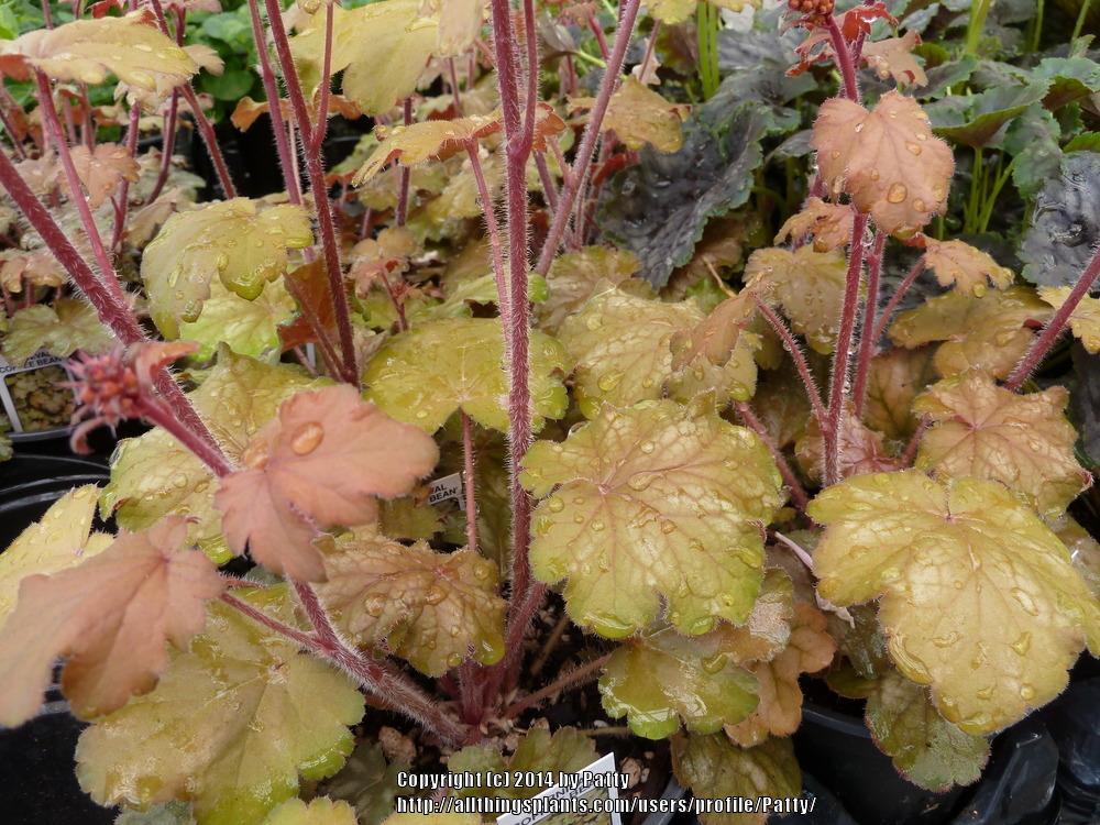 Photo of Coral Bells (Heuchera 'Carnival Coffee Bean') uploaded by Patty