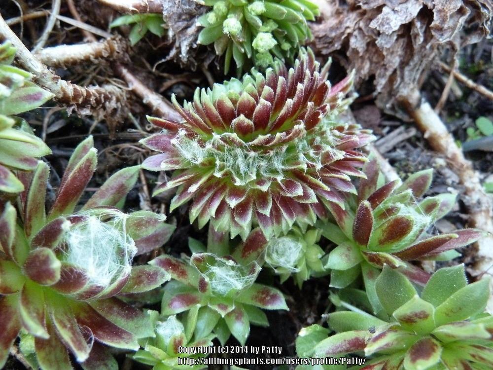 Photo of Hen and Chicks (Sempervivum 'Denise's Cobweb') uploaded by Patty
