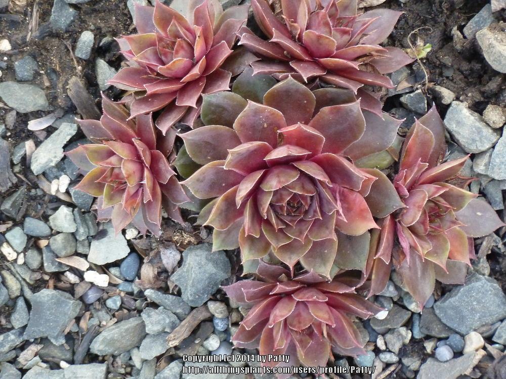 Photo of Hen and Chicks (Sempervivum 'Rose Queen') uploaded by Patty