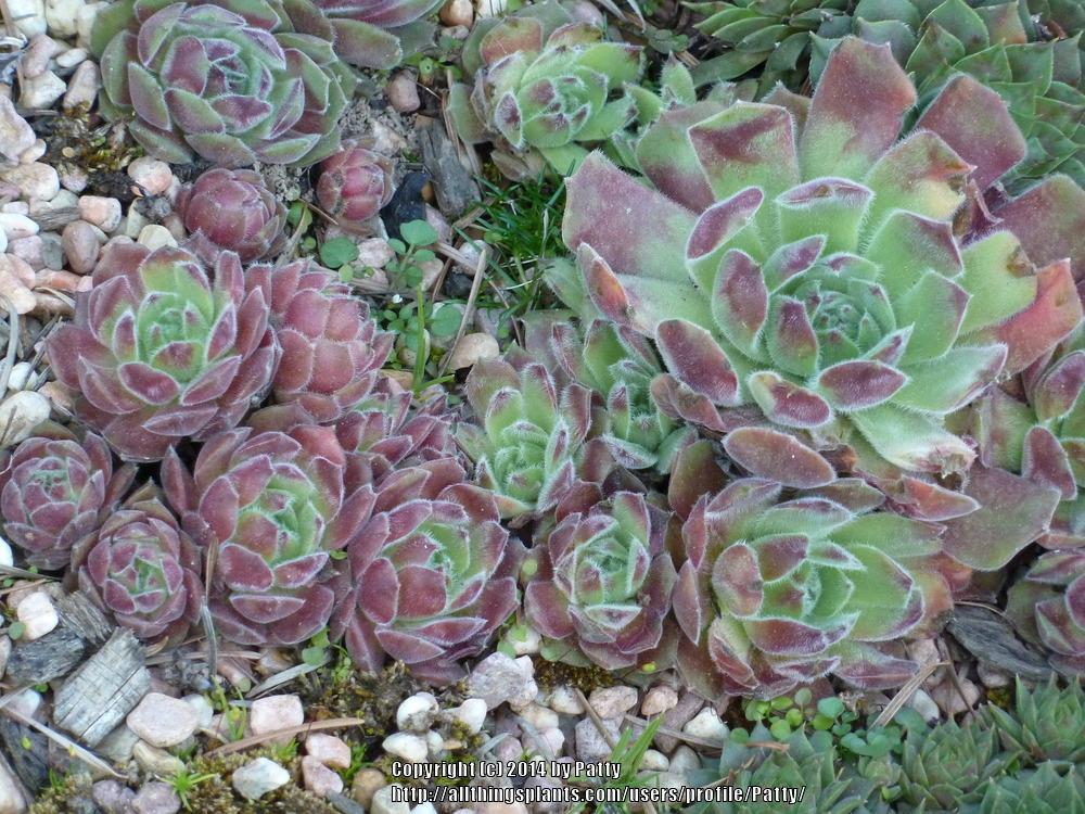Photo of Hen and Chicks (Sempervivum 'Apple Blossom') uploaded by Patty