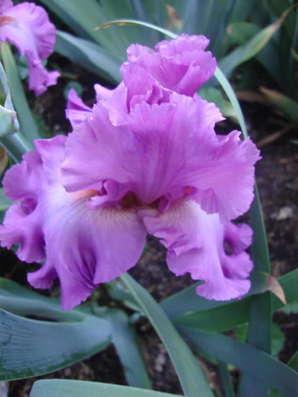 Photo of Tall Bearded Iris (Iris 'Magnanimous') uploaded by Paul2032
