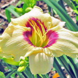 Location: My Gardens
Date: July 2011
In Bright Sunshine