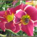 Growing Daylilies from Seed