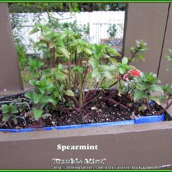 Location: Sebastian, Florida
Date: 2014-03-23
Double mint start grown in a vertical herb box. Supposed to get l