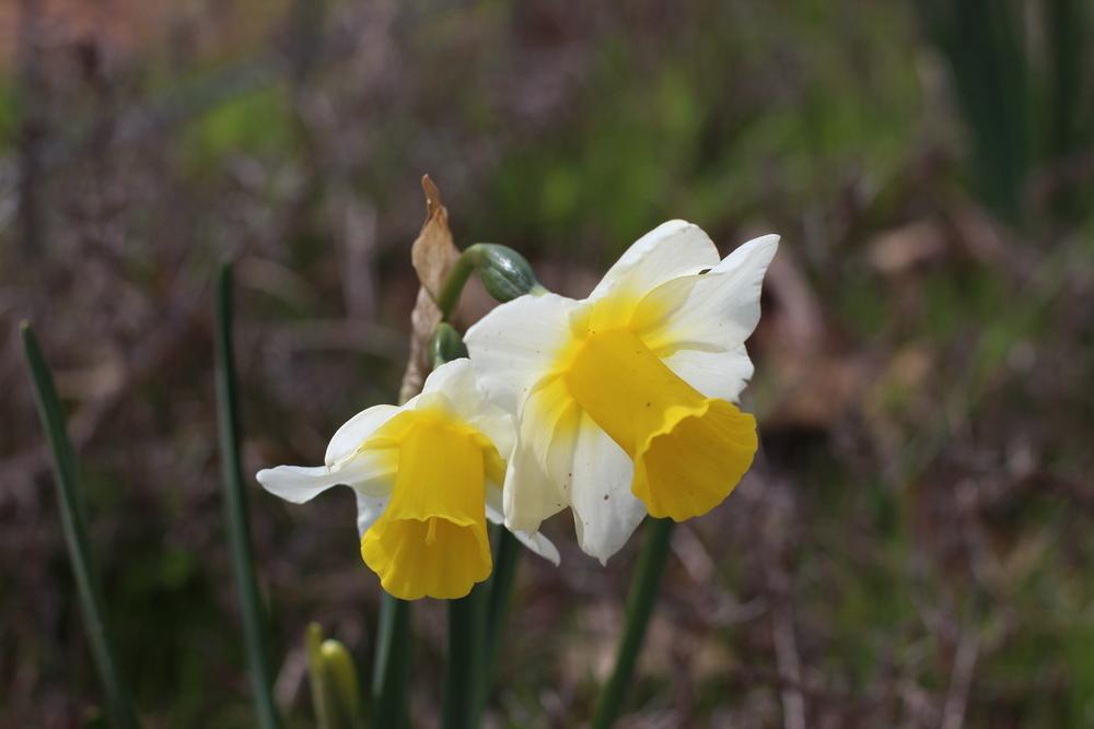 Photo of Jonquilla Daffodil (Narcissus 'Golden Echo') uploaded by dave