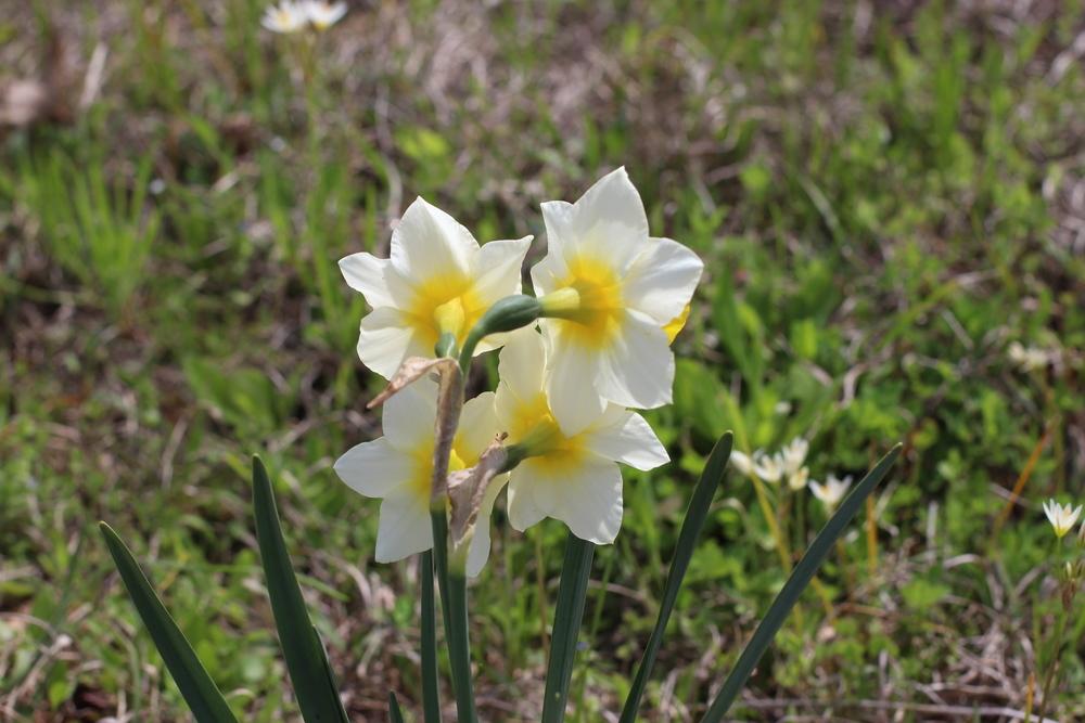 Photo of Jonquilla Daffodil (Narcissus 'Golden Echo') uploaded by dave