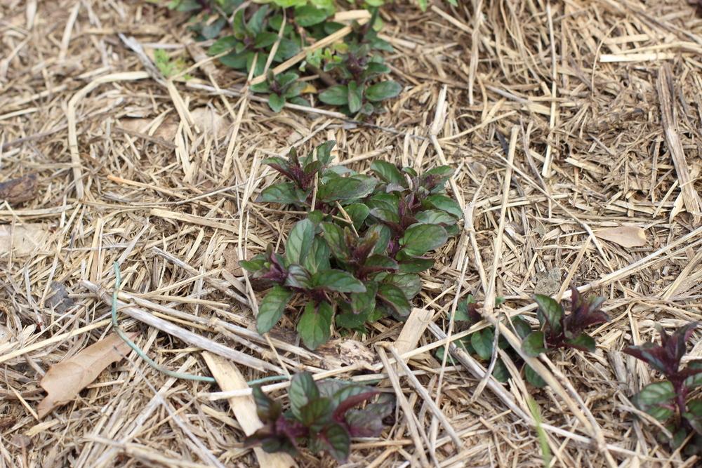 Photo of Chocolate Mint (Mentha x piperita 'Chocolate') uploaded by dave