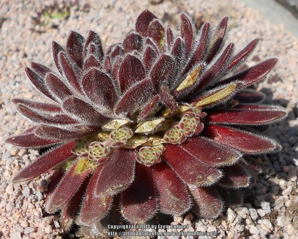 Photo of Hen and Chicks (Sempervivum 'Pacific Zoftic') uploaded by gg5