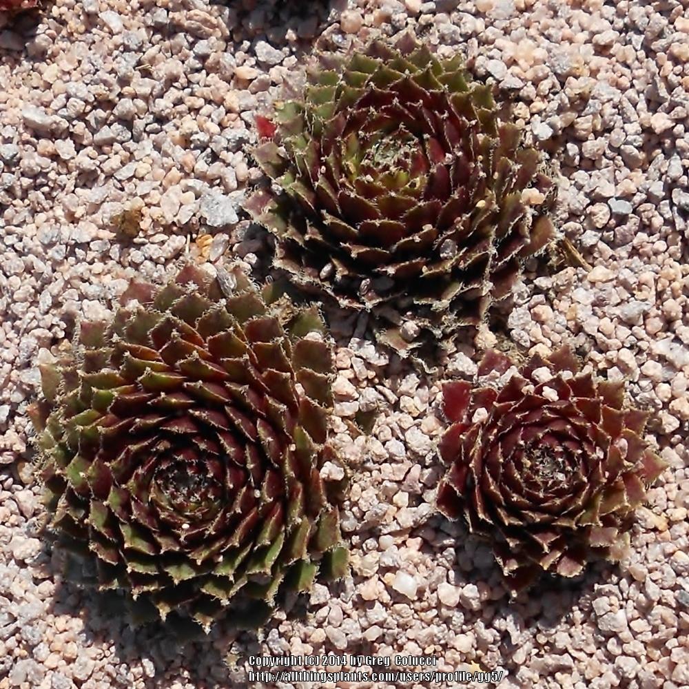 Photo of Hen and Chicks (Sempervivum 'Just Plain Crazy') uploaded by gg5
