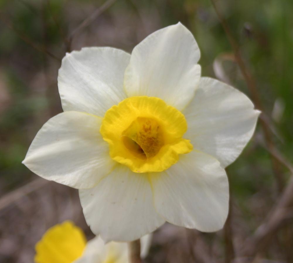 Photo of Jonquilla Daffodil (Narcissus 'Golden Echo') uploaded by jon
