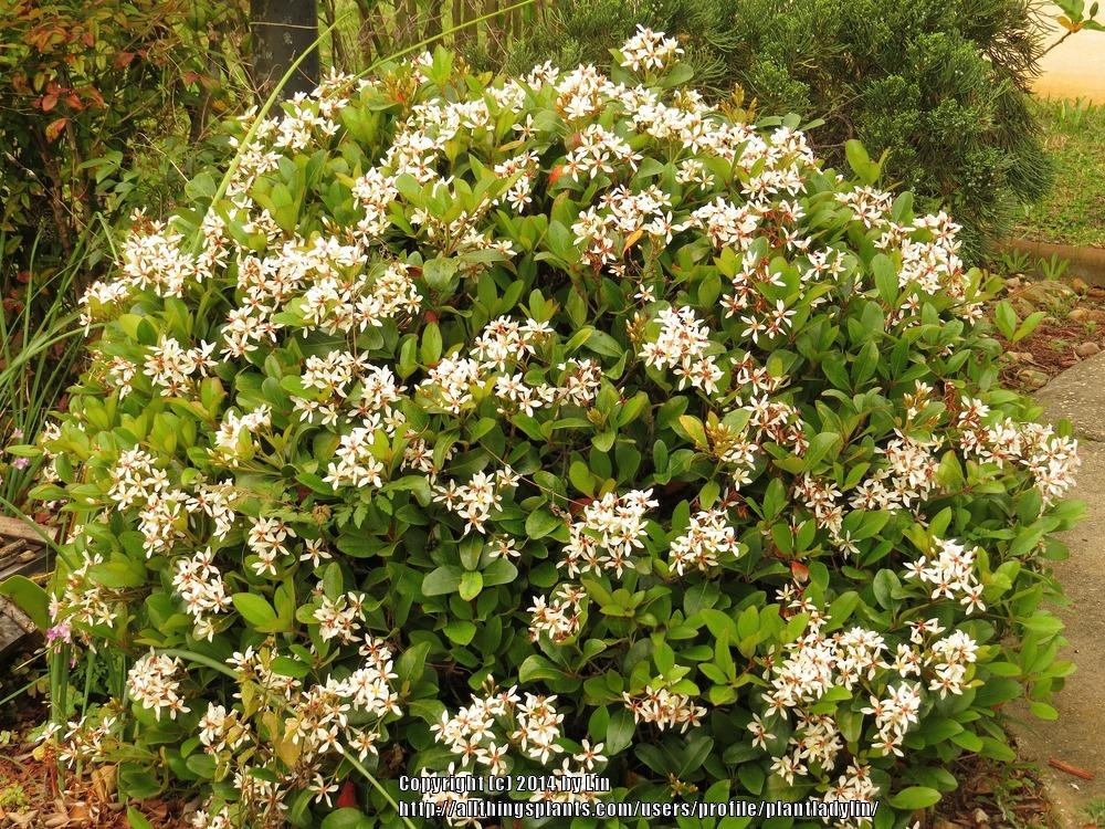 Photo of Indian Hawthorn (Rhaphiolepis indica) uploaded by plantladylin