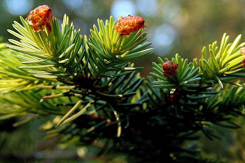 Photo of Sitka Spruce (Picea sitchensis) uploaded by robertduval14