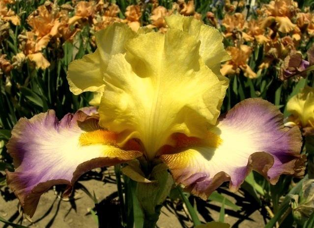 Photo of Tall Bearded Iris (Iris 'Bohemian Girl') uploaded by Calif_Sue