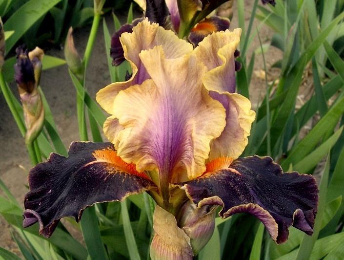 Photo of Intermediate Bearded Iris (Iris 'Fourward Thinking') uploaded by Calif_Sue