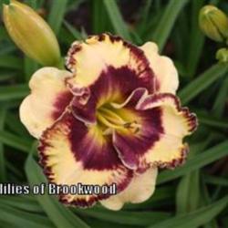 
Photo Courtesy of Daylilies of Brookwood. Used with Permission.