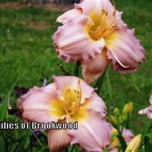 Photo Courtesy of Daylilies of Brookwood. Used with Permission.