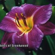 Photo Courtesy of Daylilies of Brookwood. Used with Permission.